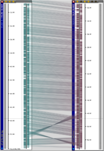 Chromosomes 2 from FLA1.3 and SL4.0 are aligned