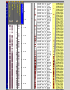 SL4.0 genome browser