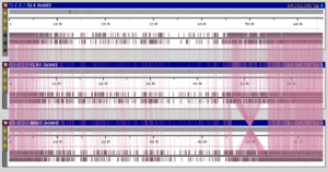 Synteny for tomato varieties (chromosome 3)