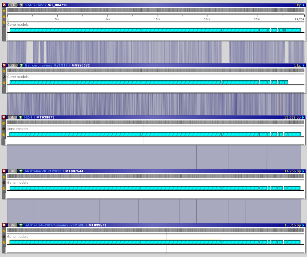 SARS viruses aligned